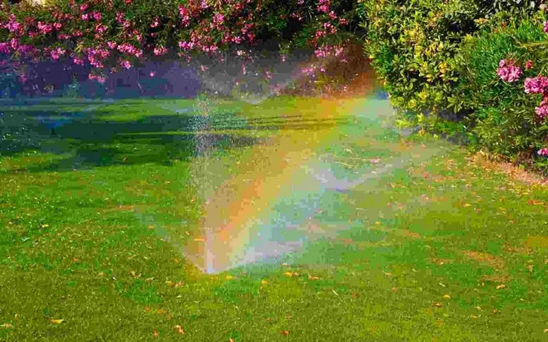 Sprinkler casting a rainbow through its spray over a backyard lawn beside pink oleander shrubs.