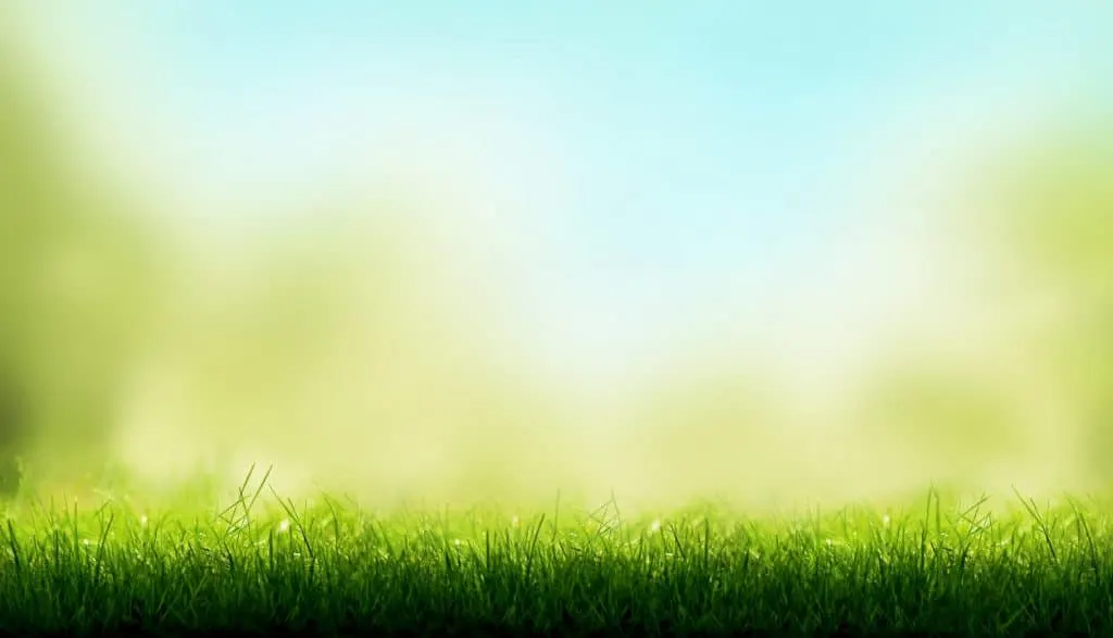 Bright green grass blades in the foreground with a soft sunlit garden bokeh behind.