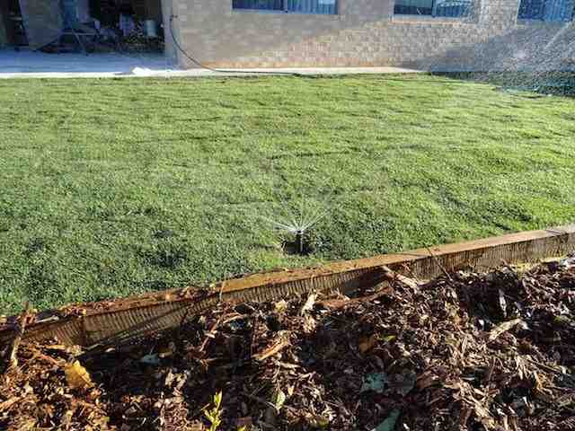 Single pop-up sprinkler running on a backyard lawn beside a garden bed mulched with bark.