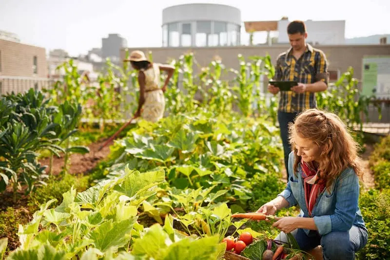 People tending a rooftop vegetable garden, one harvesting carrots while another checks a tablet.