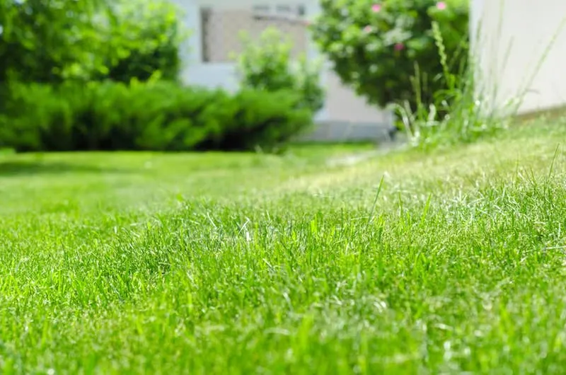 Low-angle view of dew-flecked green grass with a soft garden and house behind.